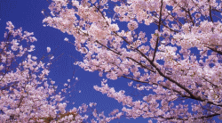 �n���E�B�����ȁI